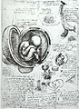 Studies of embryos (1510-1513)