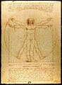   Vitruvian Man